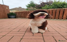 Poodle dogs for stud: FULLY HEALTH TESTED MOYEN POODLE STUD! in Kettering - Image 24