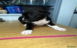 Mixed Breed dogs for sale: Blue american Shepard puppies - Image 8