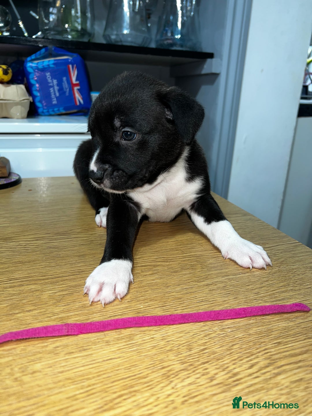 Mixed Breed dogs for sale: Blue american Shepard puppies - Image 8