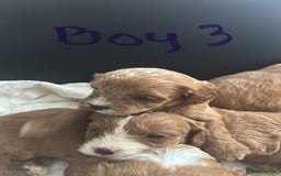 Cavapoo dogs for sale: One girl left has come available  - Image 30