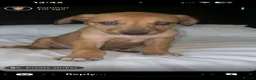 Lurcher dogs for sale: Puppy - Advert 2