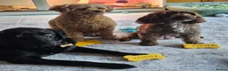 Sproodle dogs for sale: Sproodle puppies 2x brown males - Advert 4