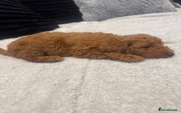 Toy Poodle dogs for sale: Toy puddle  - Image 6