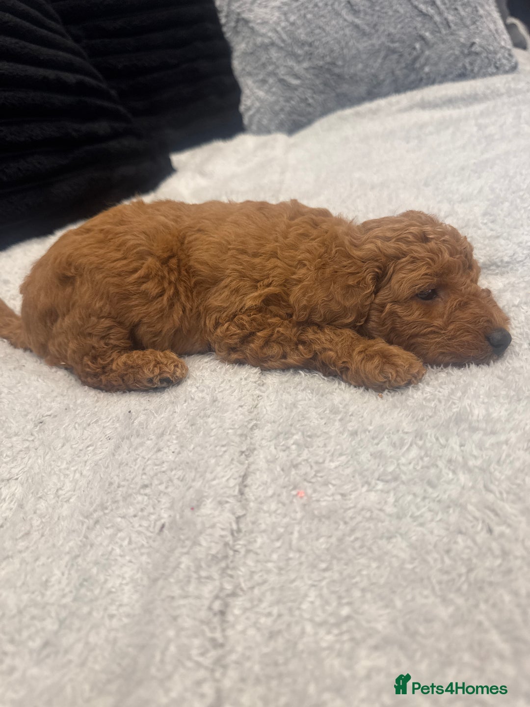 Toy Poodle dogs for sale: Toy puddle  - Image 6