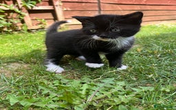 British Shorthair cats for sale: British blue x - Image 16