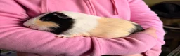 Guinea Pig rodents for sale: 4 Male Guinea Pigs in Hertford - Advert 2