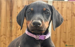 Dobermann dogs for sale: Welcoming the Disco Dobermans litter  - Image 1