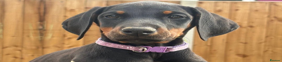 Purple rain - purple collar
