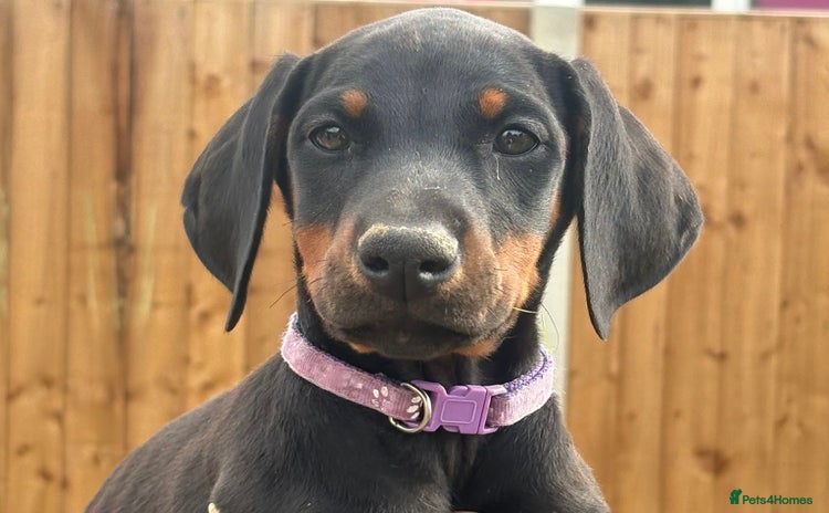 Dobermann dogs - Advert 2
