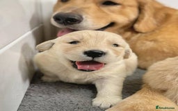 Golden Retriever dogs for sale: Sweet golden retriever puppies  - Image 4