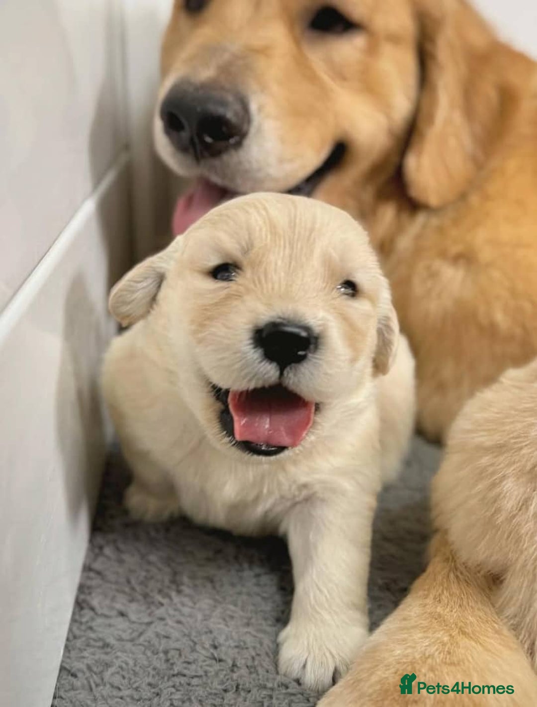 Golden Retriever dogs for sale: Sweet golden retriever puppies  - Image 4