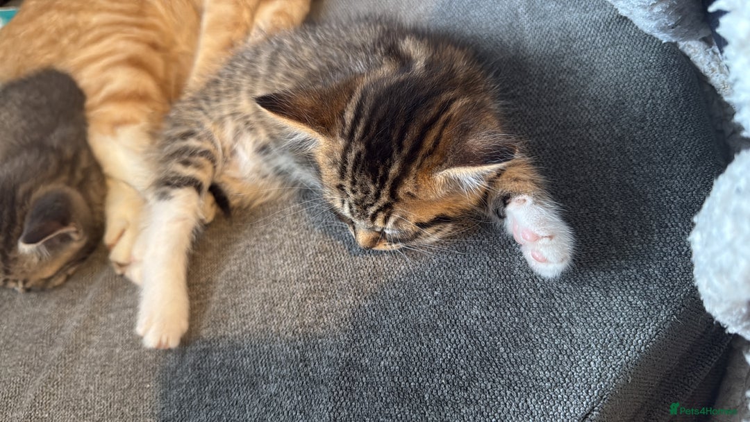 Mixed Breed cats for sale: Stunning kittens available now  - Image 26