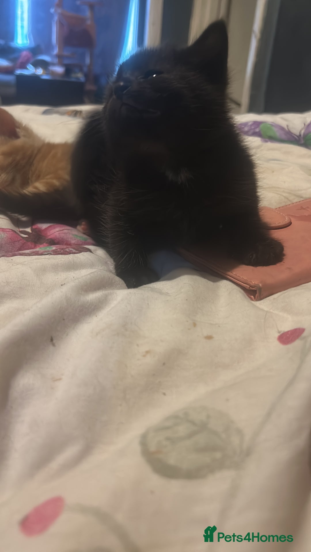 Domestic Shorthair cats for sale: Black kitten 5 weeks old  - Advert 2