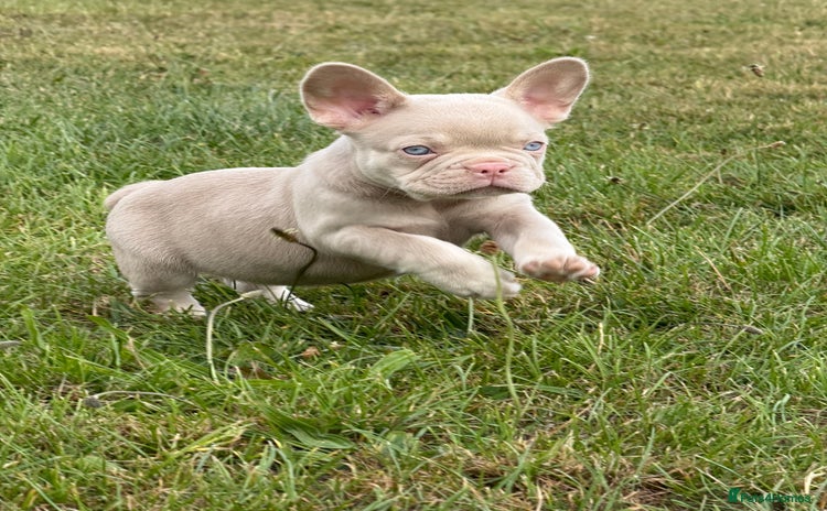 French Bulldog dogs - Advert 2