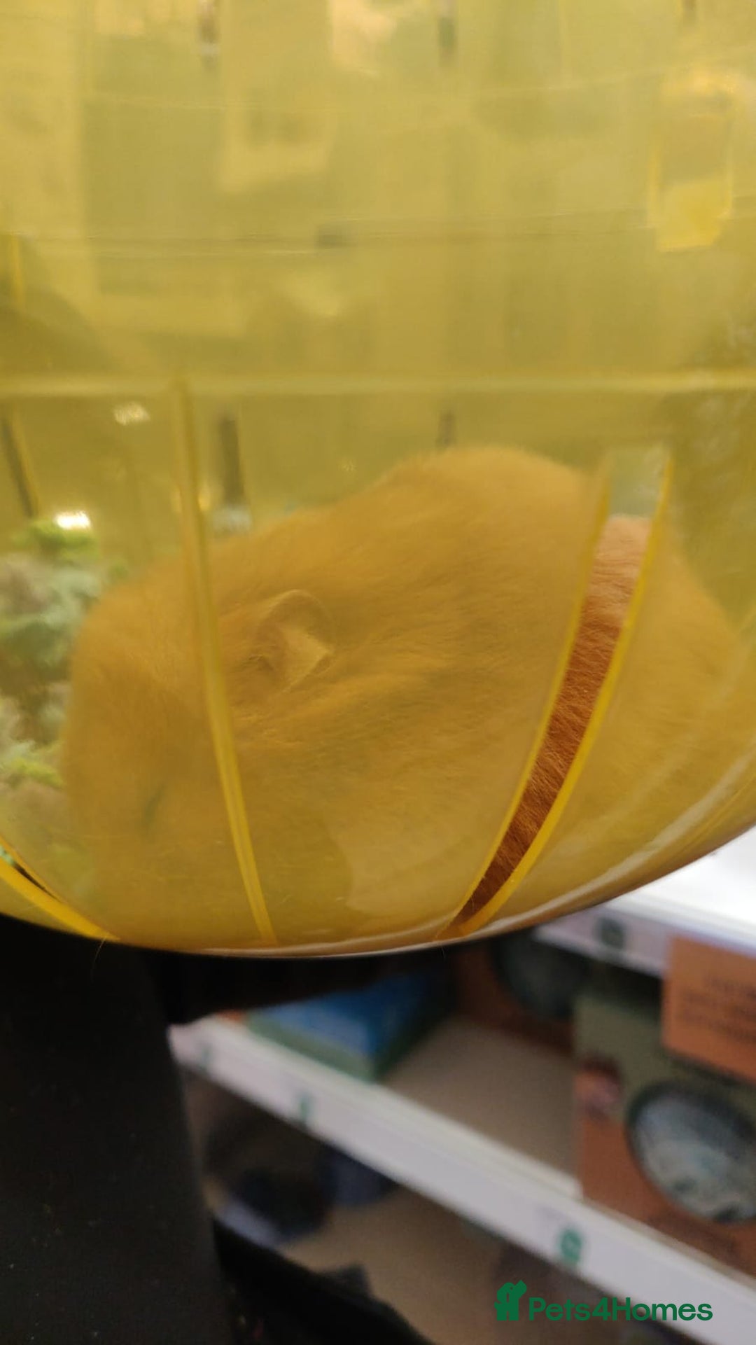 Hamster rodents for sale: Ginger Hamster needing a loving home - Advert 2