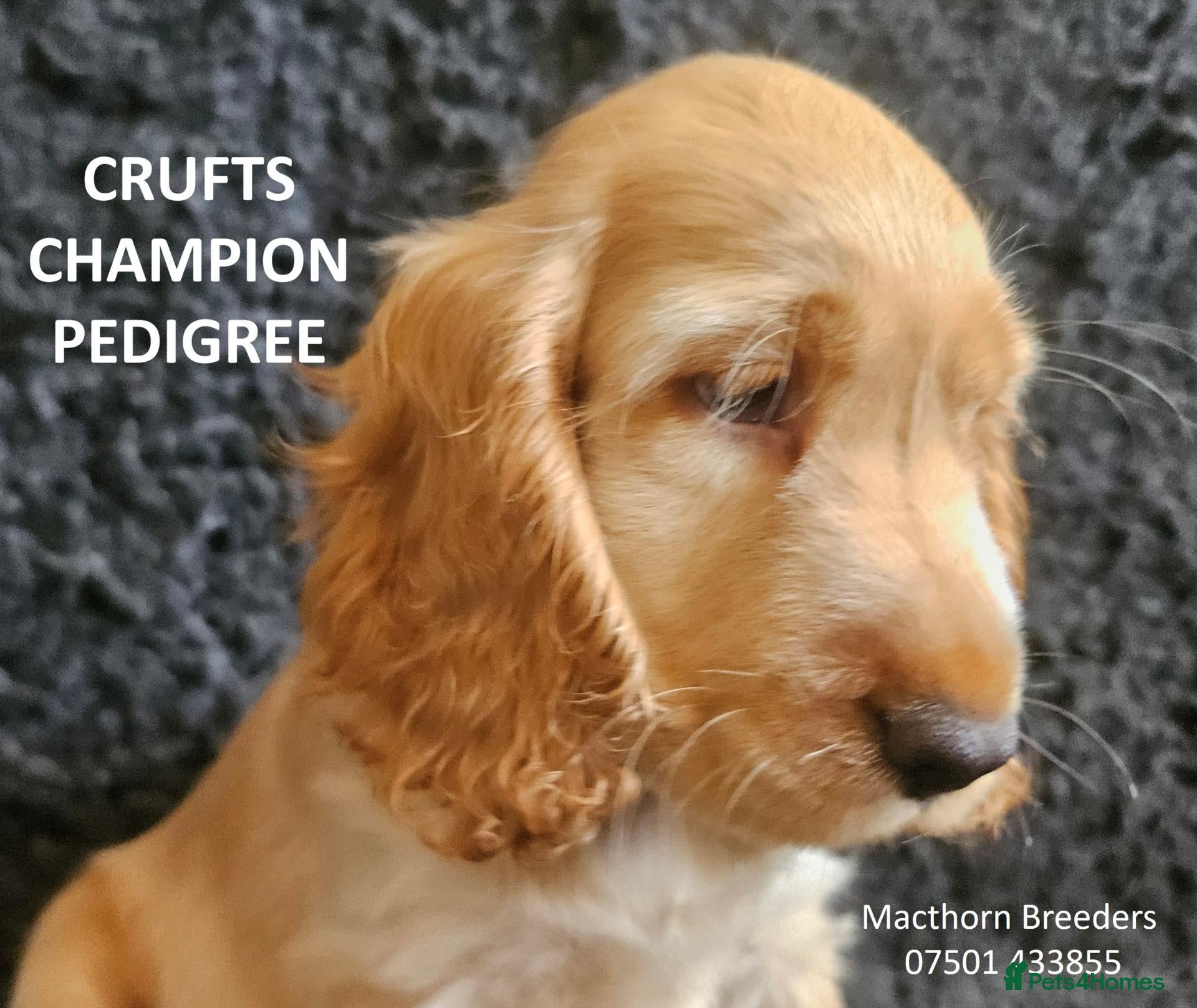 Cocker Spaniel dogs KC Reg, Vet Checked Show Cockers - Advert 14
