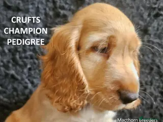 Cocker Spaniel dogs KC Reg, Vet Checked Show Cockers - Advert 14