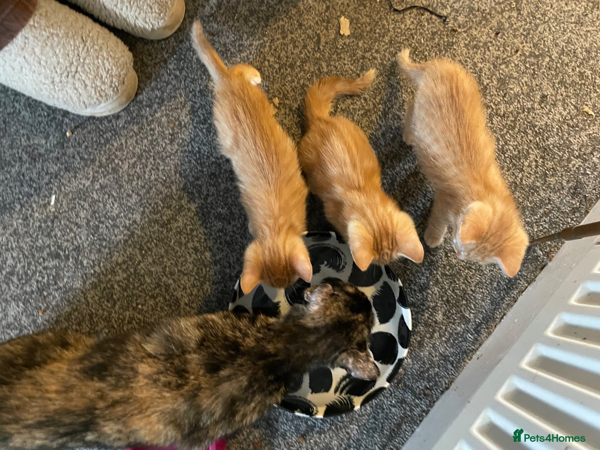 Mixed Breed cats 3 Beautiful Ginger Mix Siamese Boys Ready Now - Advert 2