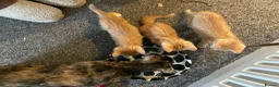 Mixed Breed cats for sale: 3 Beautiful Ginger Mix Siamese Boys Ready Now in Sutton-in-Ashfield - Advert 6