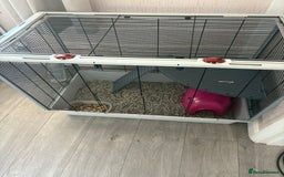Rat rodents for sale: 2 male rats and cage  - Image 7