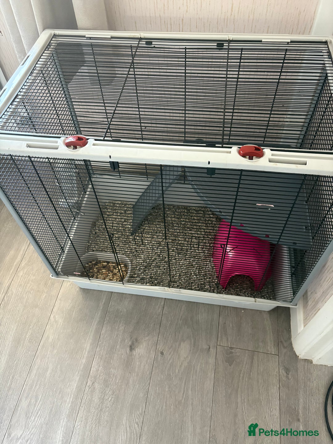 Rat rodents for sale: 2 male rats and cage  - Image 7