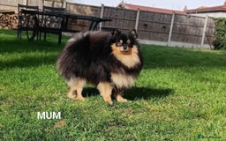 Pomeranian dogs for sale: Pomeranian girls  - Image 2