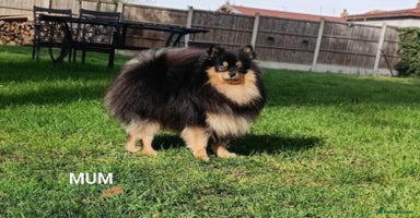 Pomeranian dogs - Advert 2