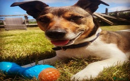 Jack Russell dogs for sale: Jack Russell puppies - Image 6