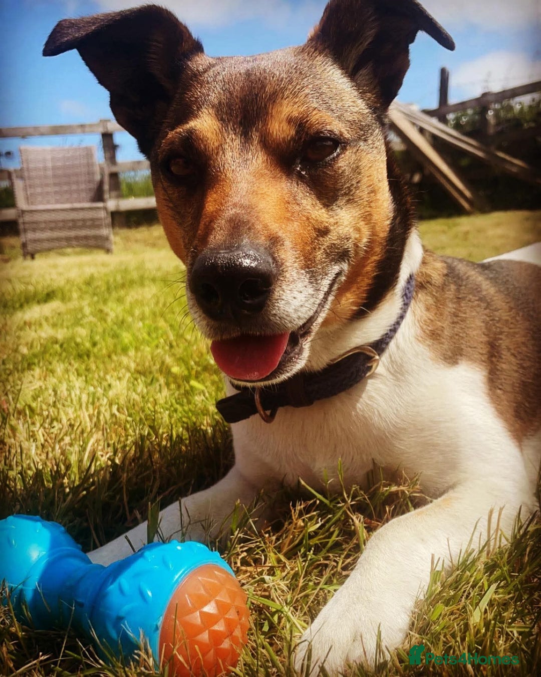 Jack Russell dogs for sale: Jack Russell puppies - Image 6