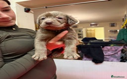 Labrador Retriever dogs for sale: Silver Labradors  - Image 2