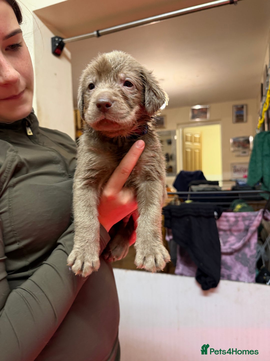 Labrador Retriever dogs for sale: Silver Labradors  - Image 2