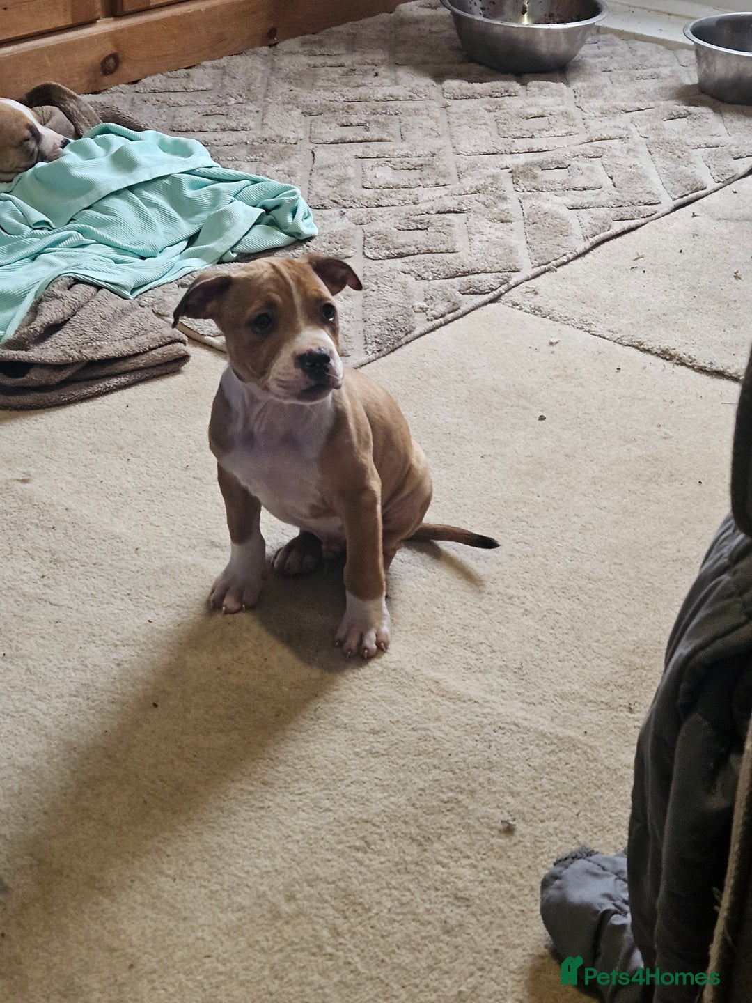 Mixed Breed dogs for sale: Gorgeous litter of puppies red fawn  - Image 5