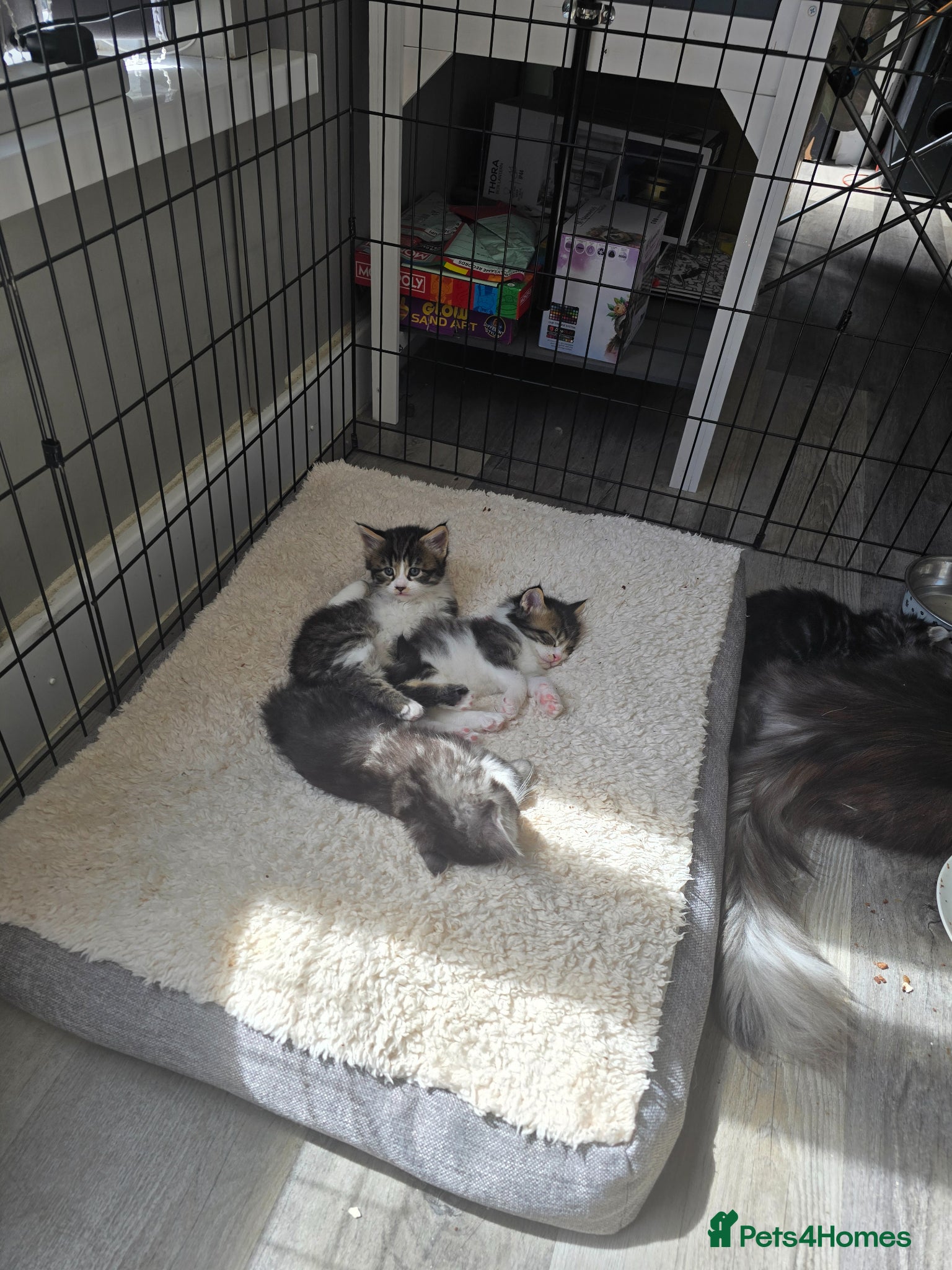 Maine Coon cats for sale: 3/4 Mainecoon Kittens in Pontypridd - Advert 3