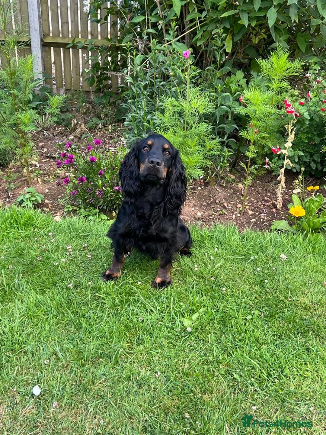 Cocker Spaniel dogs for stud: KC REGISTERED WORKING COCKER AVAILABLE AT STUD in New Milton - Advert 7