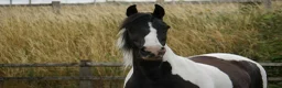 Other Breed horses for sale: Lady athena - Advert 12