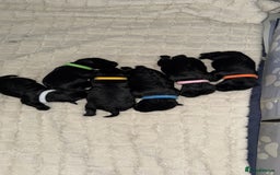 Miniature Schnauzer dogs for sale: ONLY 4 left - Image 1