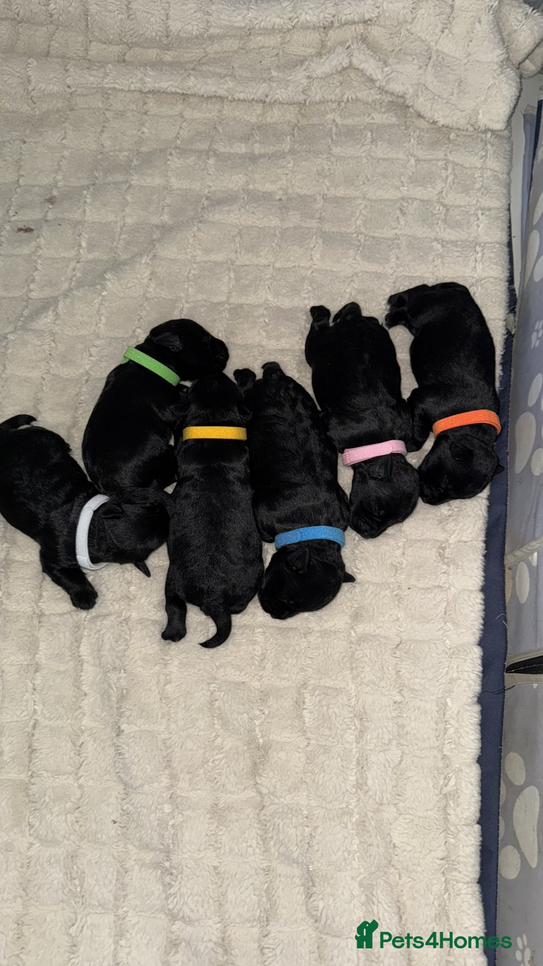 Miniature Schnauzer dogs for sale: ONLY 4 left - Image 1