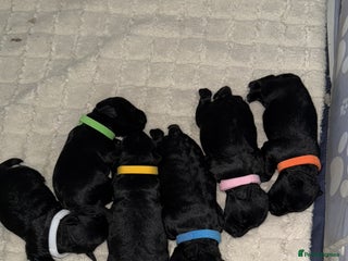 Miniature Schnauzer dogs - Advert 4