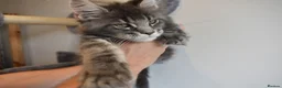 Maine Coon cats for sale: READY FOR COLLECTION  TICA registered kittens - Advert 11