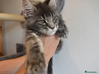 Maine Coon cats READY FOR COLLECTION TICA registered kittens - Advert 10