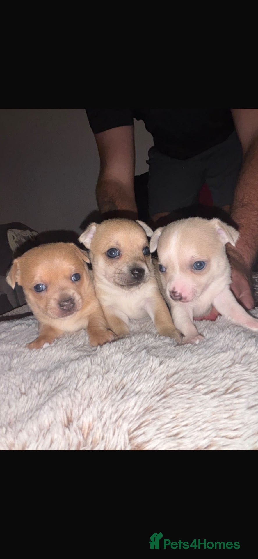 Chihuahua dogs for sale: 🌸🩵 READY NOW! 𝓬𝓱𝓲𝓱𝓾𝓪𝓱𝓾𝓪𝓼 🩵🌸 - Advert 1