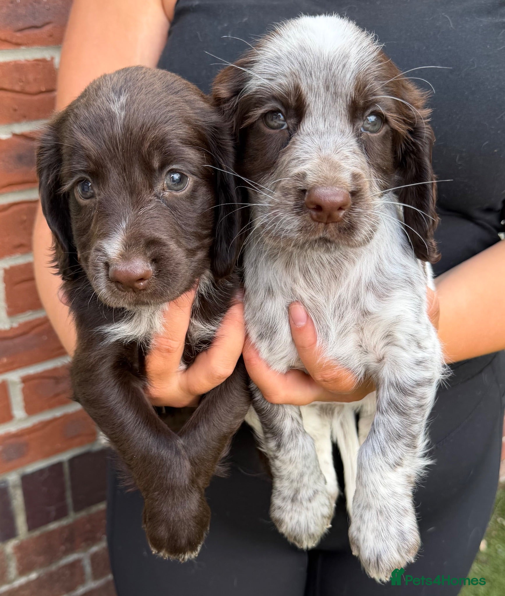Sprocker dogs *Only 2 boys left* 8 Beautiful Sprocker Puppies - Advert 1