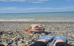 English Bulldog dogs for sale: English bulldog male - Image 2