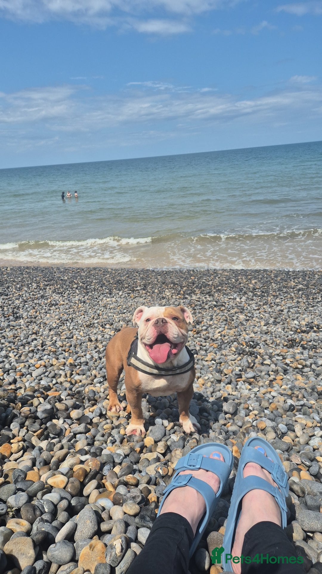 English Bulldog dogs for sale: English bulldog male - Image 2