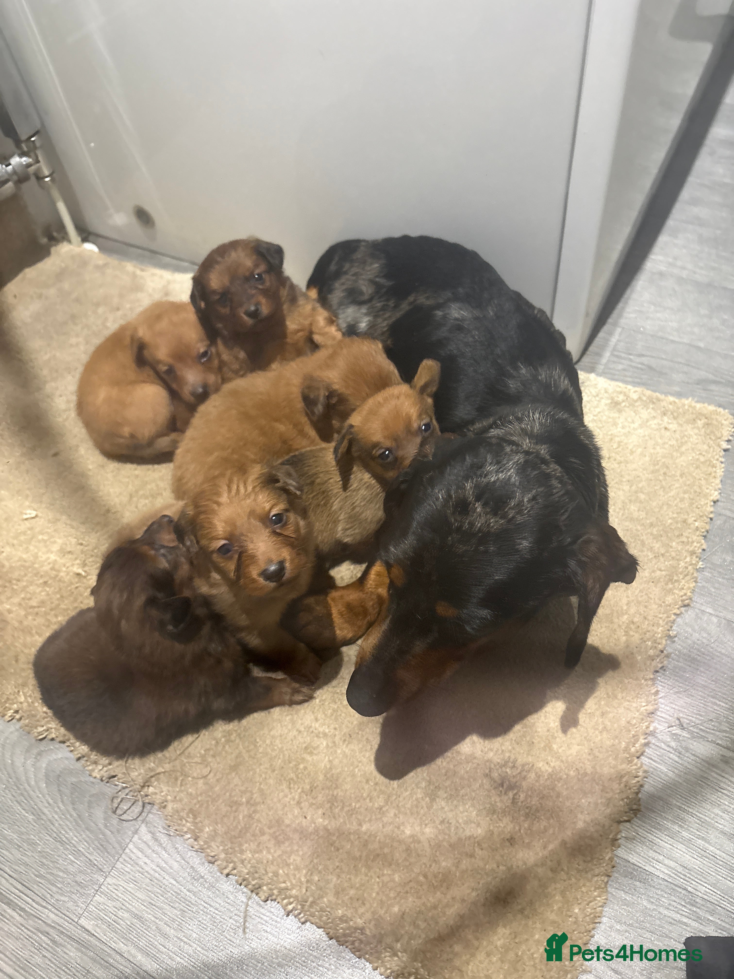 Mixed Breed dogs Dachound x Pomerania  - Advert 1