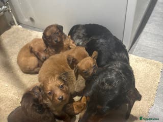 Mixed Breed dogs Dachound x Pomerania - Advert 5