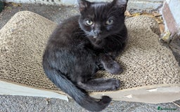 Domestic Shorthair cats for sale: Cats requiring living homes  - Image 2