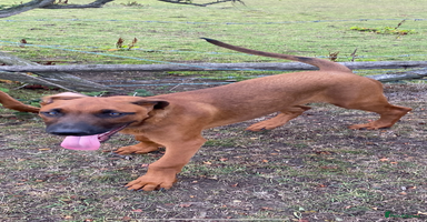 Mixed Breed dogs - Advert 5