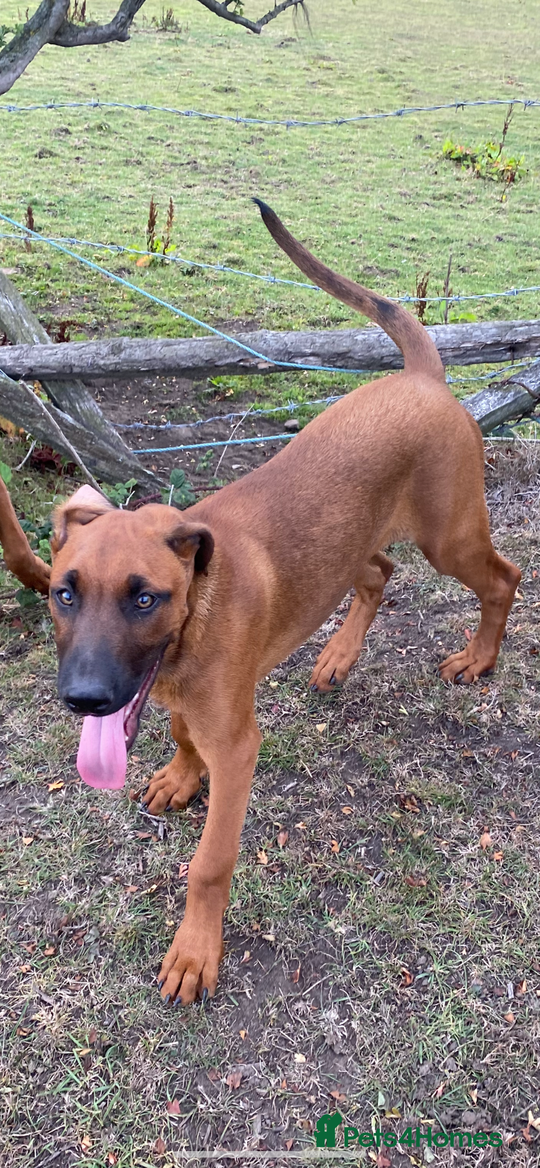 Mixed Breed dogs for sale: Dobermann x Malinois  - Image 2