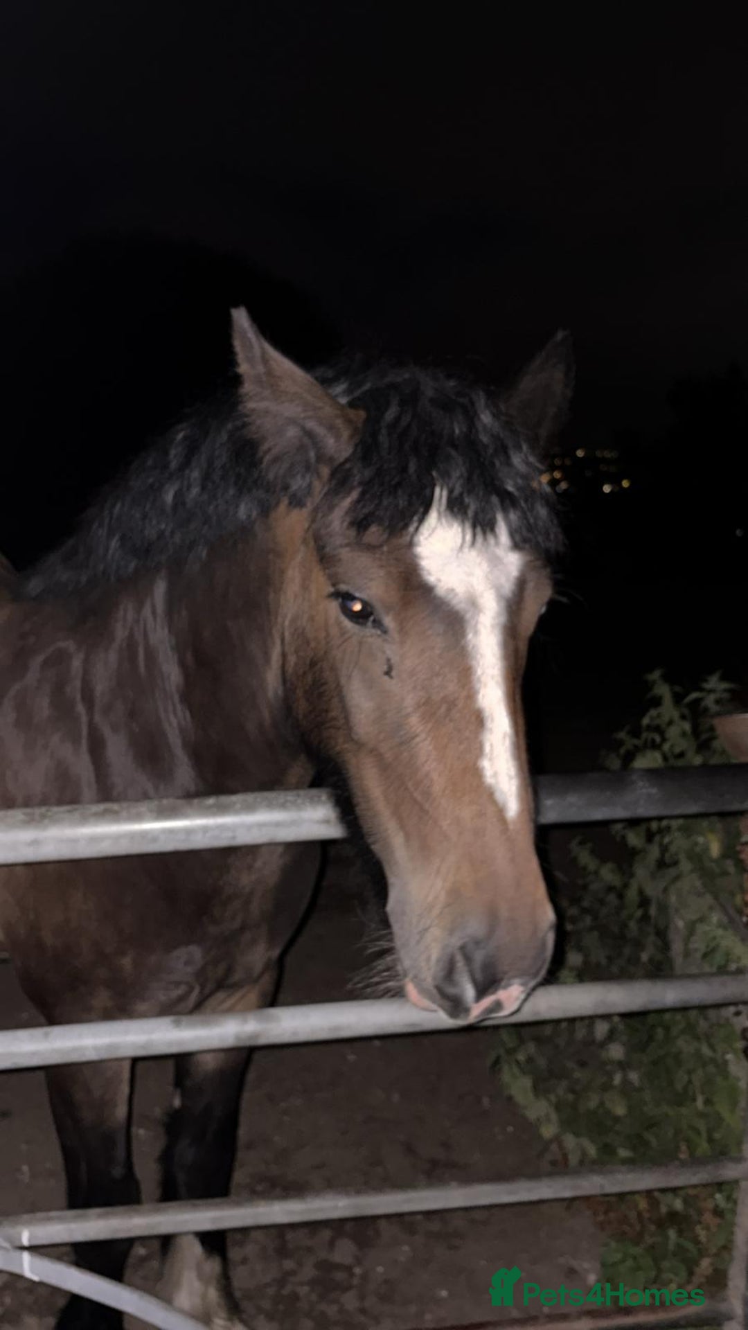 Welsh Section D horses for sale: Apollo, 3 year old gelding - Advert 10